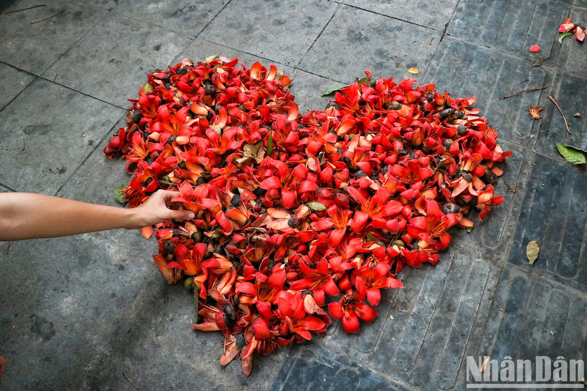 La especie también es una fuente de inspiración para los poetas. La especie también es una fuente de inspiración para los poetas.