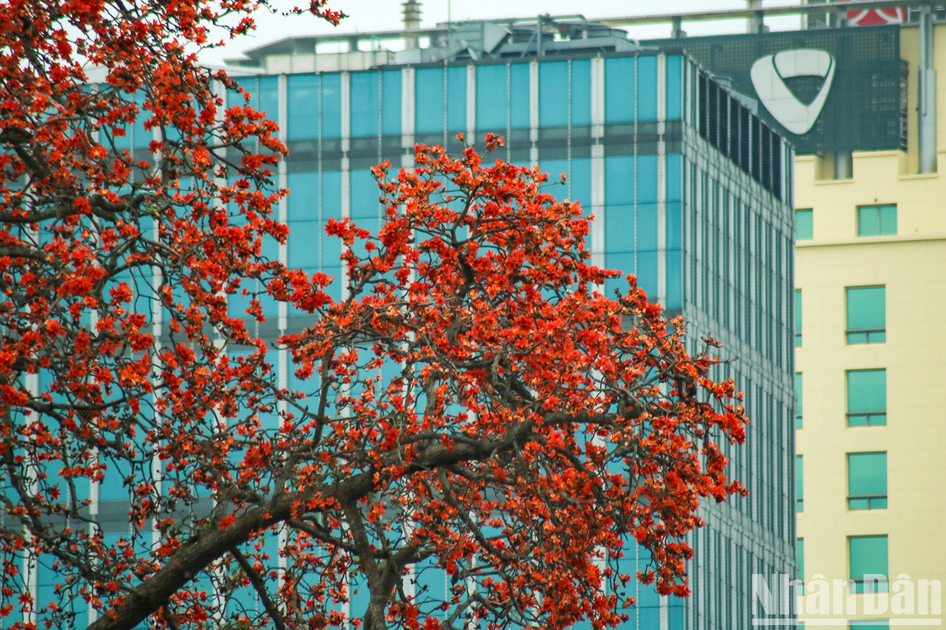 En la temporada de floración, el verdor cede totalmente su espacio a un rojo resplandeciente. Desde lejos el árbol parece estar “en llamas”. En la temporada de floración, el verdor cede totalmente su espacio a un rojo resplandeciente. Desde lejos el árbol parece estar “en llamas”.