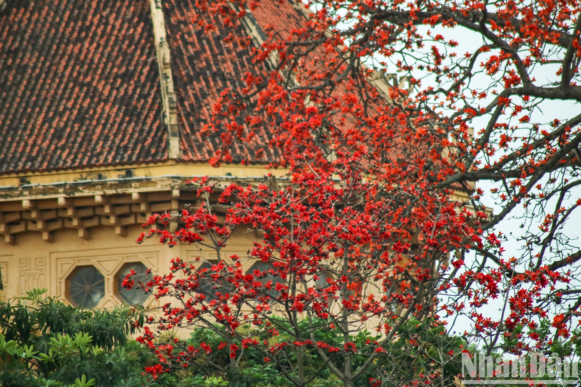 El color cálido es una señal del término de la estación fría. El color cálido es una señal del término de la estación fría.