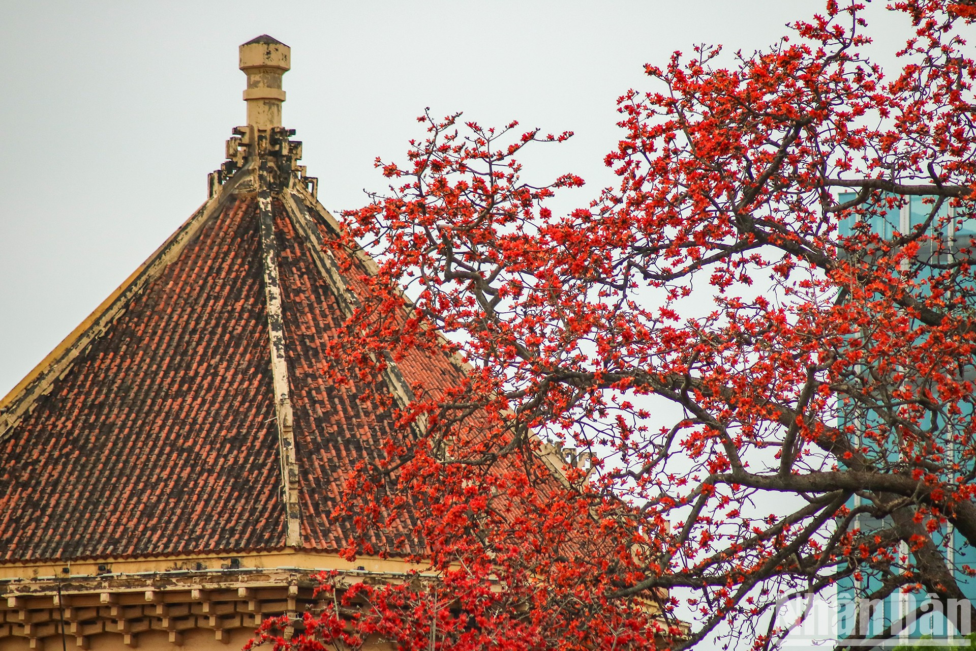 Cada marzo, esos árboles empiecen a teñir de rojo brillante un rincón del firmamento capitalino. Cada marzo, esos árboles empiecen a teñir de rojo brillante un rincón del firmamento capitalino.