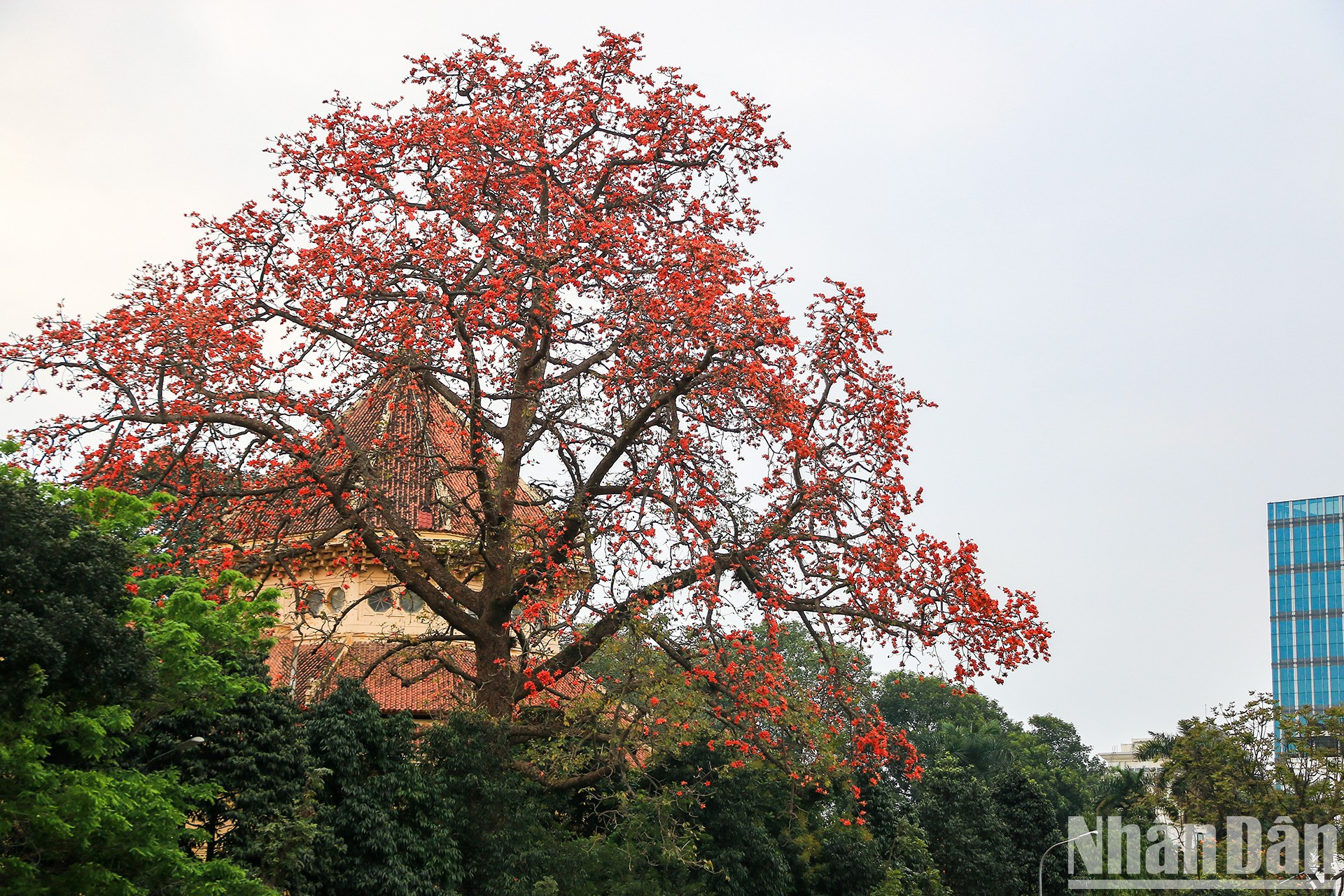 El centenario algodonero rojo en el recinto del Museo Nacional de la Historia de Vietnam, en el distrito de Hoan Kiem. El centenario algodonero rojo en el recinto del Museo Nacional de la Historia de Vietnam, en el distrito de Hoan Kiem.