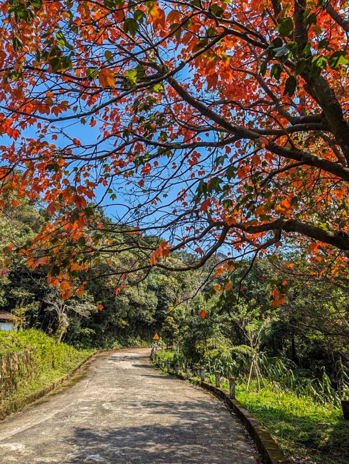 Según los administradores del parque, los arces locales cambian de color en primavera, mientras que en otros lugares este fenómeno suele ocurrir en otoño. Según los administradores del parque, los arces locales cambian de color en primavera, mientras que en otros lugares este fenómeno suele ocurrir en otoño.