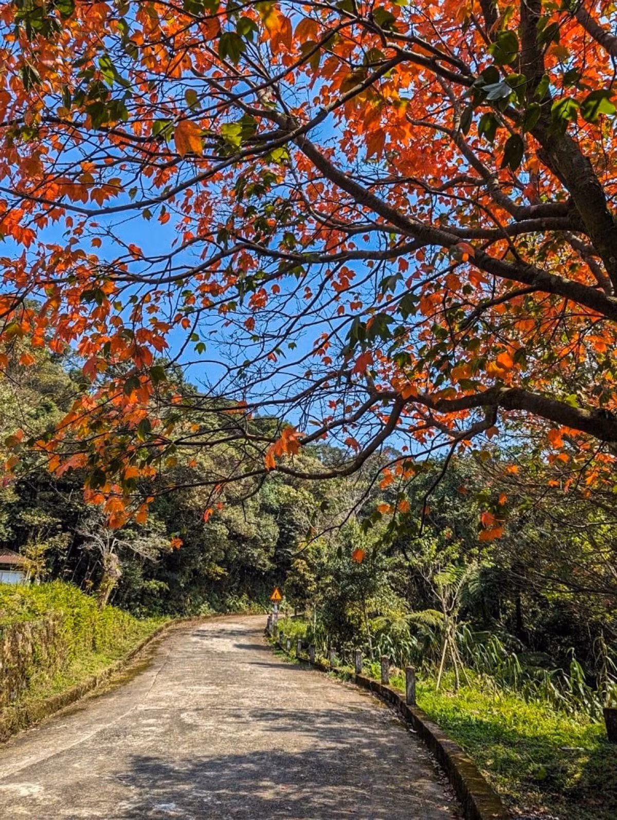 Según los administradores del parque, los arces locales cambian de color en primavera, mientras que en otros lugares este fenómeno suele ocurrir en otoño.