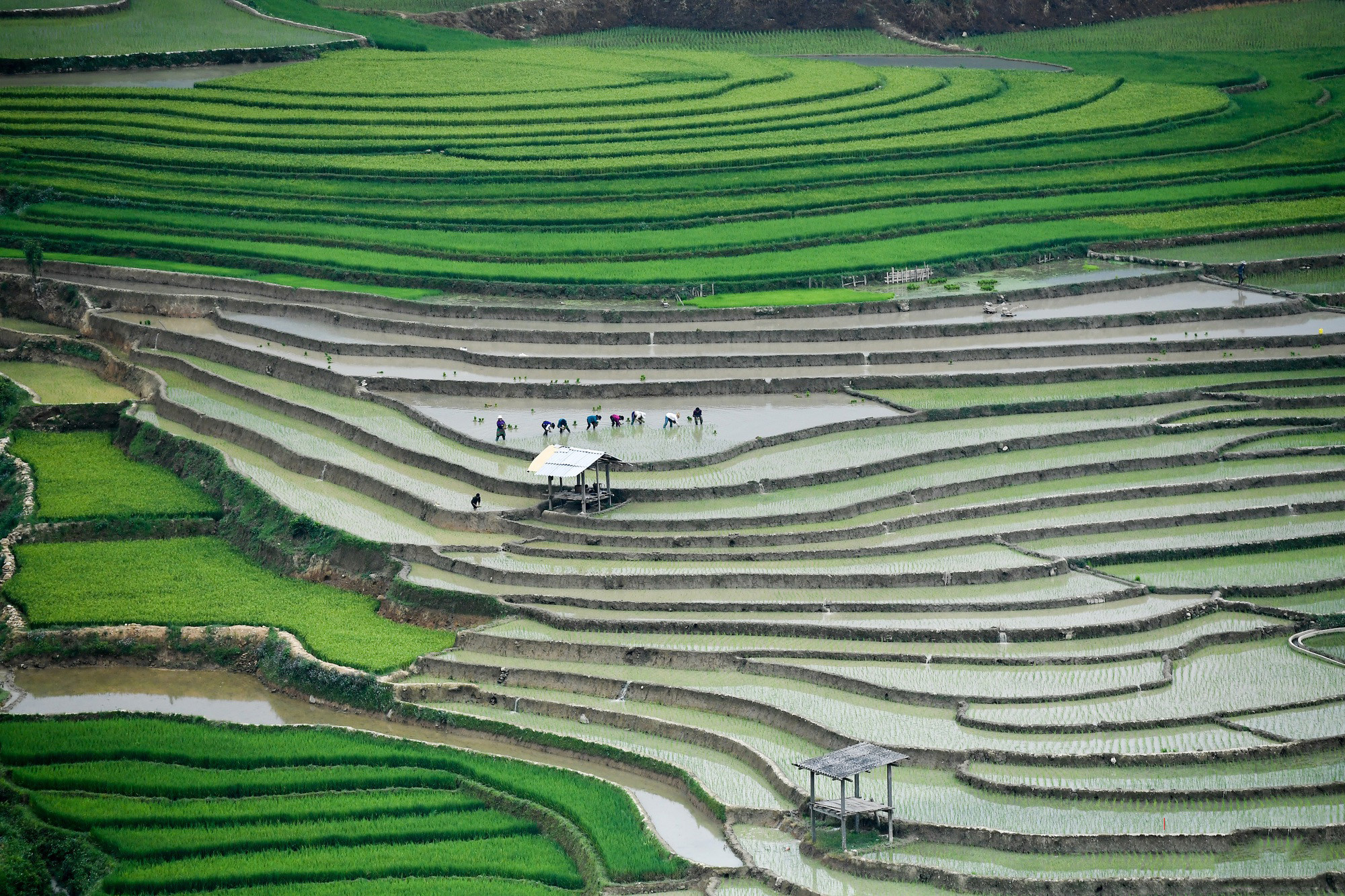 El cultivo de este año empezó a finales de abril, con la aparición de la lluvia estival. El cultivo de este año empezó a finales de abril, con la aparición de la lluvia estival.