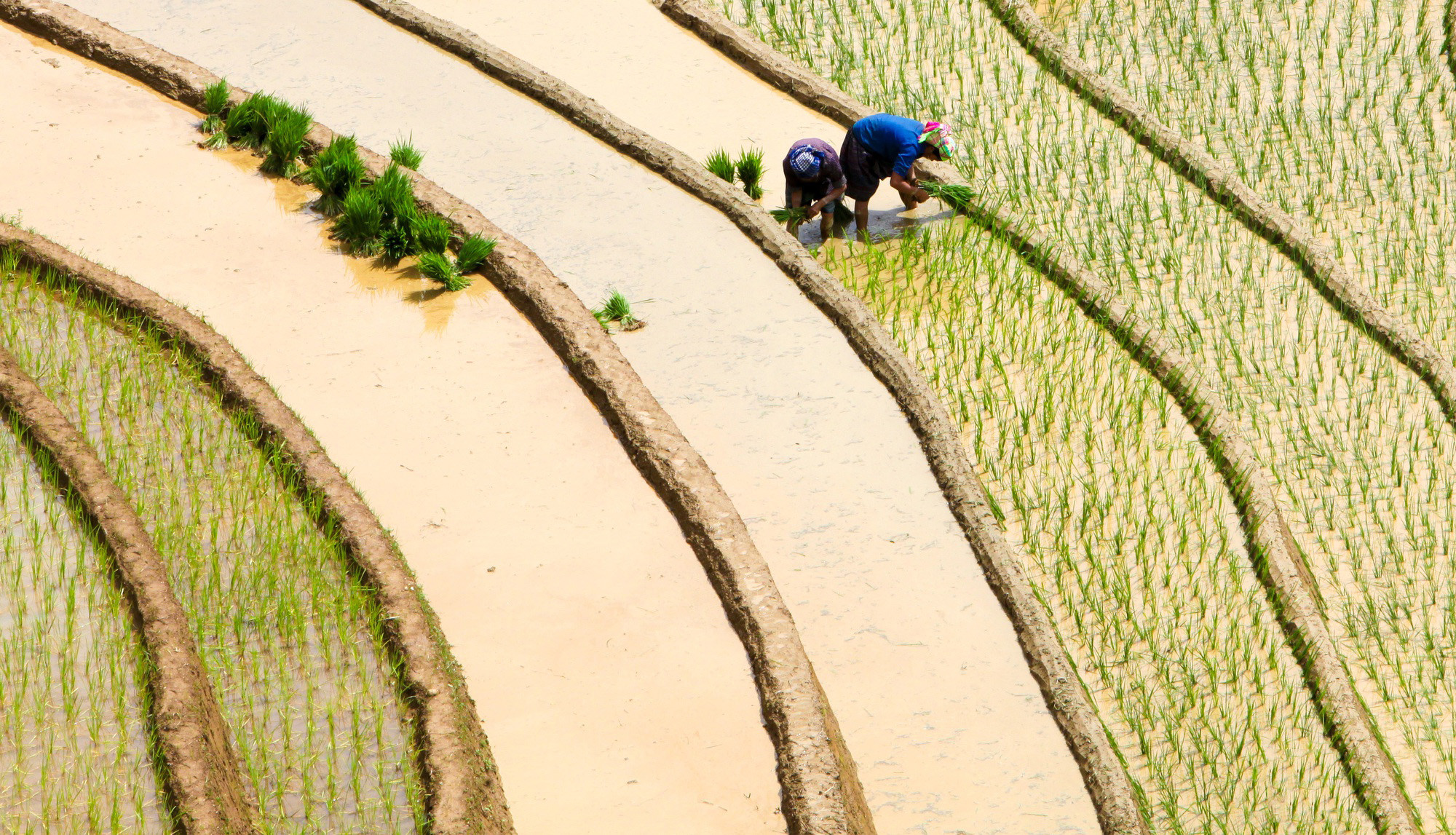 Entusiastas, los lugareños se unen al nuevo cultivo. Las plántulas van cubriendo cada parcela, que prometen una cosecha abundante. Entusiastas, los lugareños se unen al nuevo cultivo. Las plántulas van cubriendo cada parcela, que prometen una cosecha abundante.