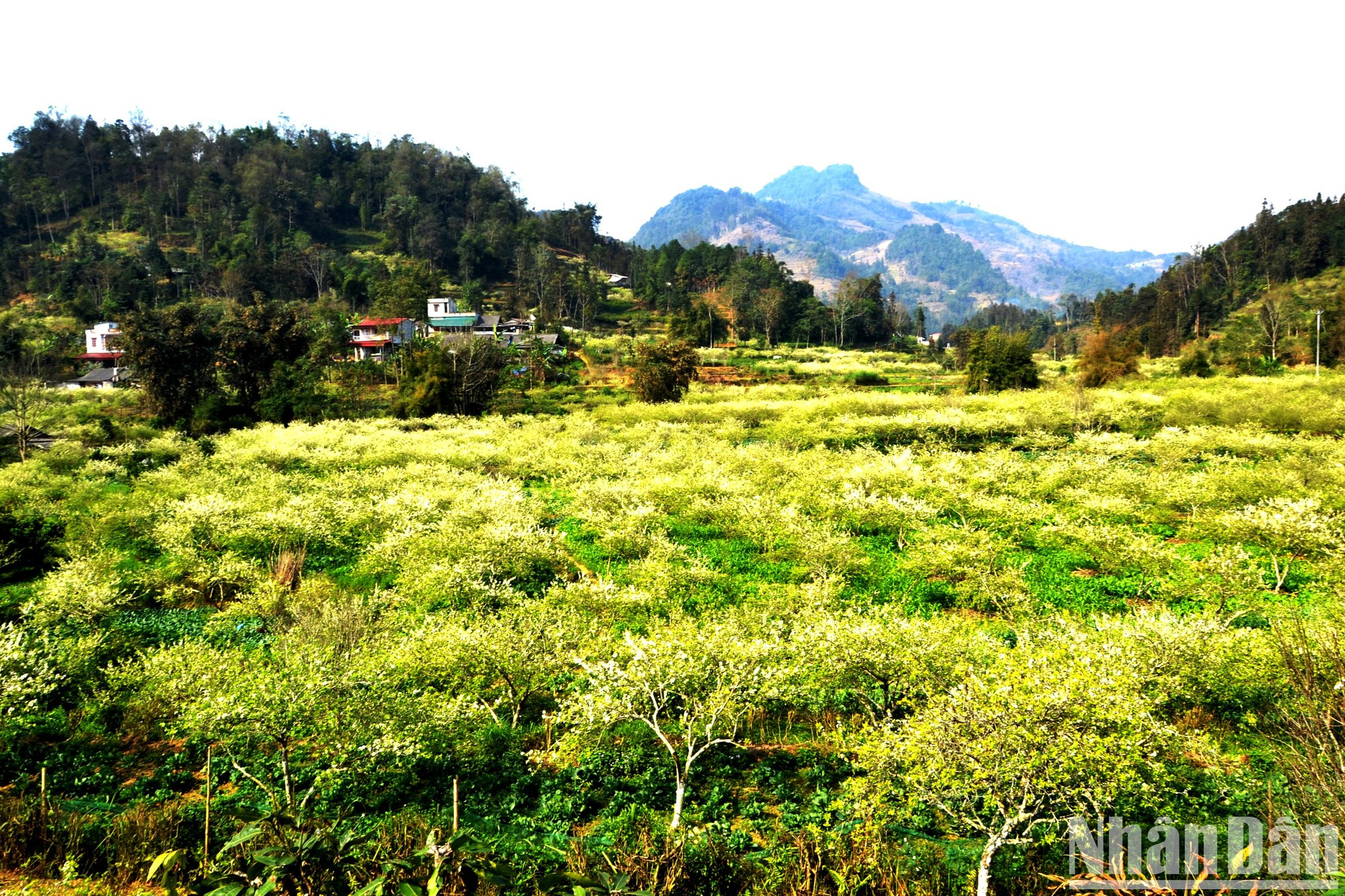 A los visitantes se les recomienda recorrer las comunas habitadas por grupos étnicos como Ban Pho, Ta Chai, Na Hoi y Lau Thi Ngai, hogar de vastos parterres de flor de ciruelo.