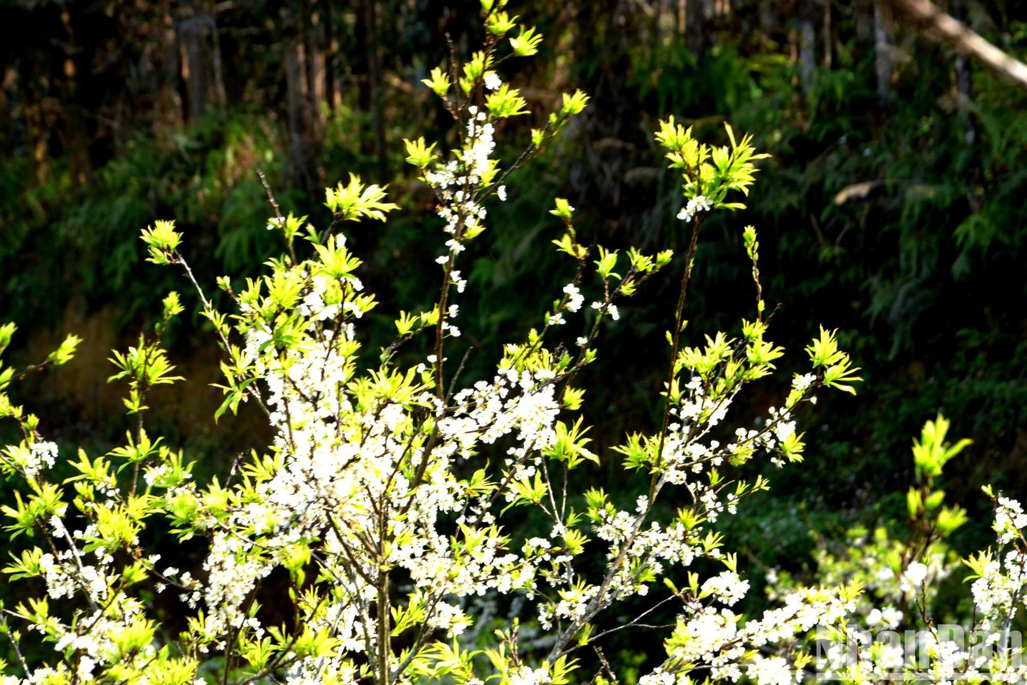 La primera estación del año toca la puerta engalanando los paisajes locales.