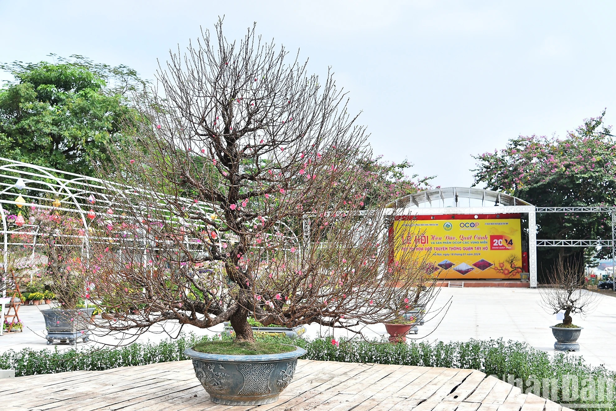 Flores de melocotón en un reciente concurso organizado por el Servicio de Agricultura y Desarrollo Rural de Hanoi en coordinación con el Comité Popular del distrito capitalino de Tay Ho. Flores de melocotón en un reciente concurso organizado por el Servicio de Agricultura y Desarrollo Rural de Hanoi en coordinación con el Comité Popular del distrito capitalino de Tay Ho.