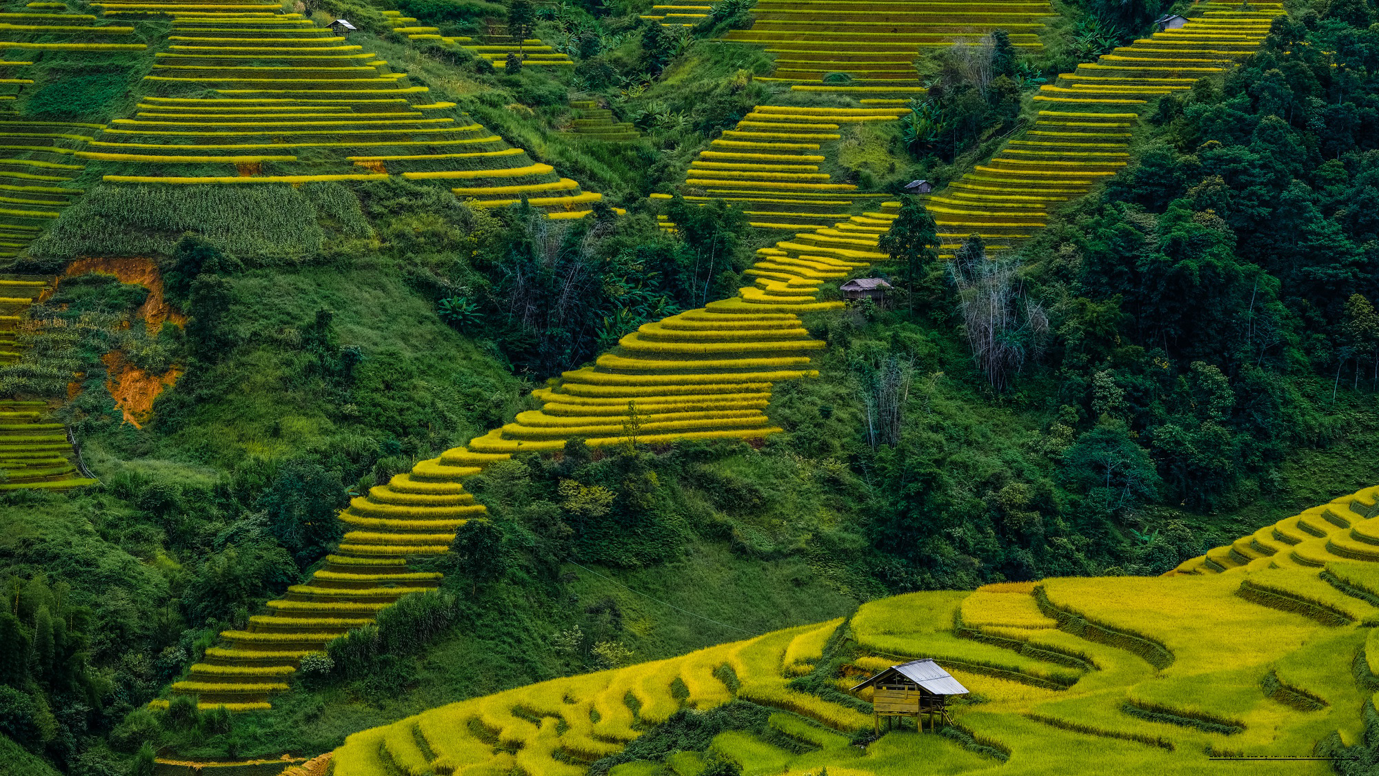 Con sus icónicos arrozales escalonados, colinas y diversos grupos étnicos, el pueblo de Sapa deviene un remanso para los entusiastas del senderismo y las actividades al aire libre. Quienes visitan esta localidad montañosa septentrional pueden pasar por mercadillos, recorrer valles pintorescos y disfrutar de unas visitas asombrosas desde la cima de Fansipan, la más alta del país.