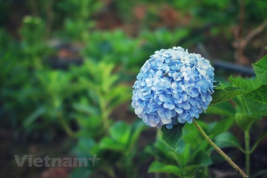 Del mes de noviembre a finales de diciembre de este año, se celebrará el noveno Festival de las Flores de Da Lat para honrar el valor de la floricultura en esta ciudad turística. El festival bienal también tiene como objetivo promover este sector, el turismo y el comercio, así como hacer un llamado a una mayor cooperación e inversión de las empresas nacionales y extranjeros en la localidad. El evento continuará promoviendo la marca de Da Lat como la Ciudad del Festival de las Flores de Vietnam, además de presentar la cultura y la gente de la localidad a los visitantes nacionales e internacionales.