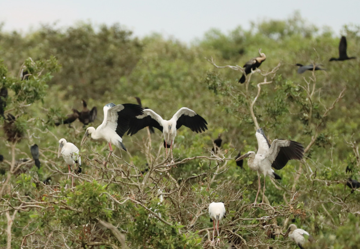 Los turistas quedarán fascinados por los escuadrones de cigüeñas llenando el cielo, criaturas acuáticas y numerosas especies de flora que se creían extinguidas. También tendrán oportunidad de ver ejemplares de picotenaza asiático (Anastomus oscitans), aves serpiente (Anhingidae), calamón de cabeza gris (Porphyrio poliocephalus) y muchos más.