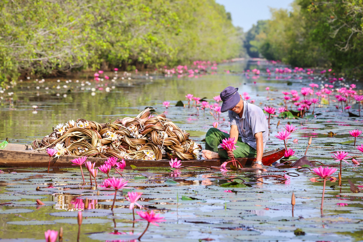 Los turistas también pueden disfrutar de infinitos humedales de nenúfares blancos y rojos. La gente local cosecha esta flor como condimento.