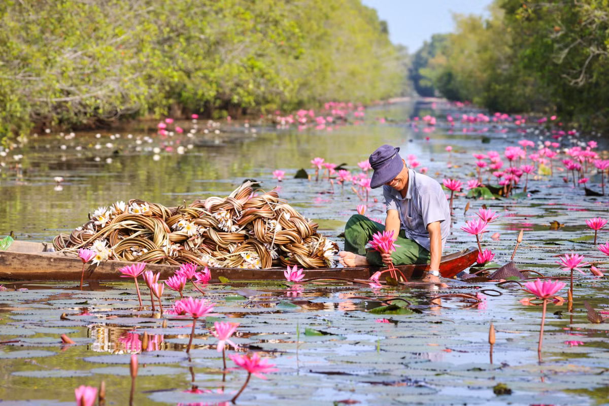 Los turistas también pueden disfrutar de infinitos humedales de nenúfares blancos y rojos. La gente local cosecha esta flor como condimento.