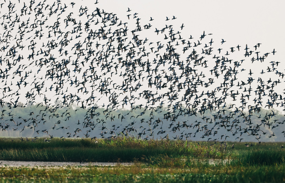 Dong Thap no tiene aeropuertos, así que los interesados en visitar su parque nacional deben volar a la ciudad de Can Tho y desplazarse unos cien kilómetros en coche, o tomar un autobús desde Ciudad Ho Chi Minh.