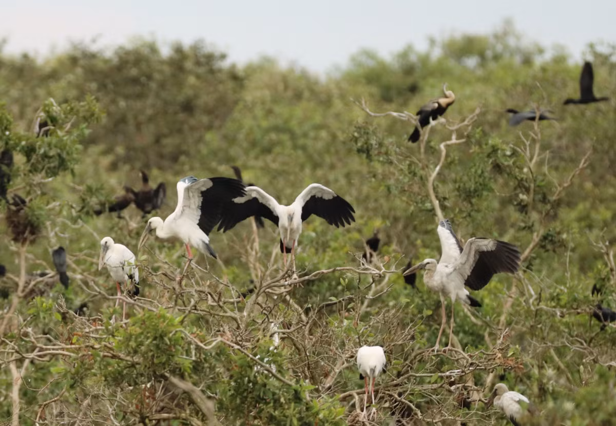 Los turistas quedarán fascinados por los escuadrones de cigüeñas llenando el cielo, criaturas acuáticas y numerosas especies de flora que se creían extinguidas. También tendrán oportunidad de ver ejemplares de picotenaza asiático (Anastomus oscitans), aves serpiente (Anhingidae), calamón de cabeza gris (Porphyrio poliocephalus) y muchos más.