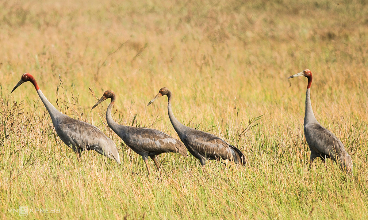 Este año las migraciones de grullas de coronilla roja (Grus antigone sharpii), símbolo de Tram Chim, no fueron tan grandes como antes. La provincia de Dong Thap aprobó recientemente un proyecto de conservación de esta especie valorado en 7,6 millones de dólares. Esta iniciativa, a realizar en 10 años, consiste en importar 60 ejemplares de Tailandia, dejarlos reproducirse (la meta es de 40 críos) y liberarlas al hábitat natural esperando una tasa de supervivencia de 50 por ciento.