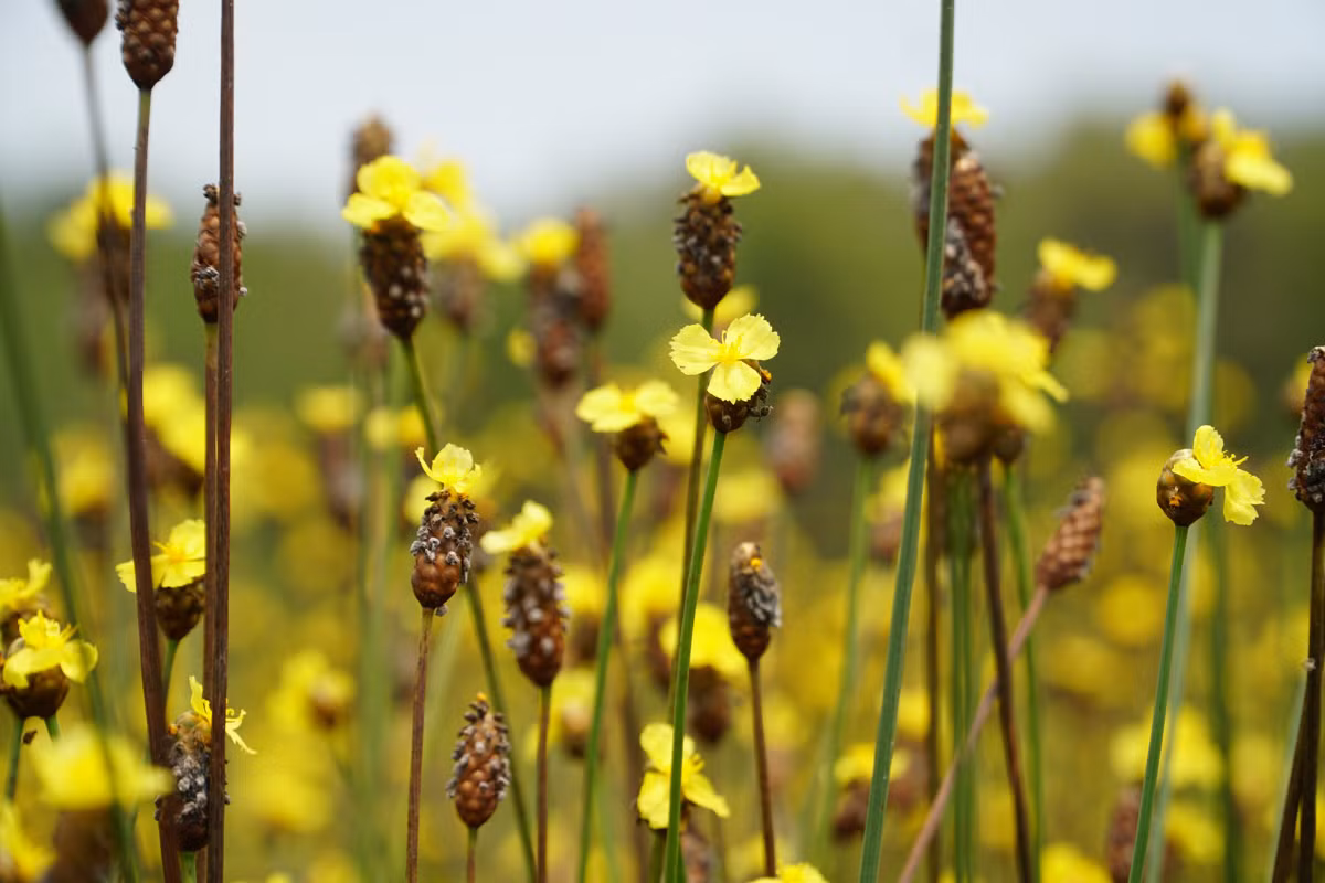 Las actividades turísticas en Tram Chim transcurren todo el año, pero los visitantes prefieren venir en ciertas temporadas, como a finales de enero e inicios de febrero, para contemplar el romántico tono morado de ‘nhi can tim’ (Lentibulariaceae), la flor de un alga acuática, y de marzo a mayo, cuando las florecientes ‘hoang dau an’ (Xyris indica L.) tiñen de dorado decenas de hectáreas.