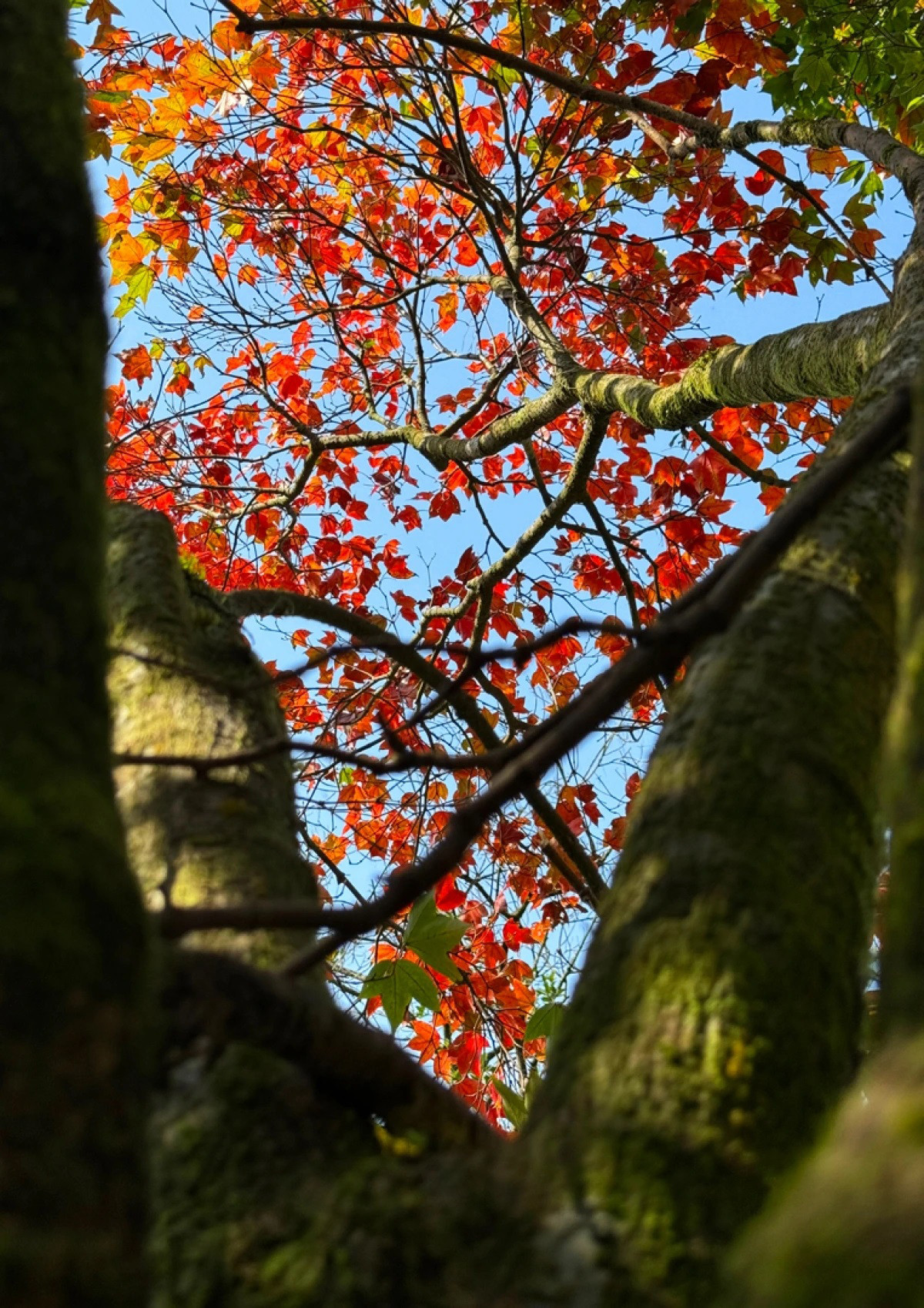 Los árboles “sau sau” (Liquidambar formosana), cuyo follaje va enrojeciéndose en marzo, añaden toques poéticos a las vistas de la cordillera. A esta especie también la llaman arce de Bach Ma porque sus hojas, de tres lóbulos agudos, se parecen a las del arce, de cinco lóbulos. Los árboles “sau sau” (Liquidambar formosana), cuyo follaje va enrojeciéndose en marzo, añaden toques poéticos a las vistas de la cordillera. A esta especie también la llaman arce de Bach Ma porque sus hojas, de tres lóbulos agudos, se parecen a las del arce, de cinco lóbulos.