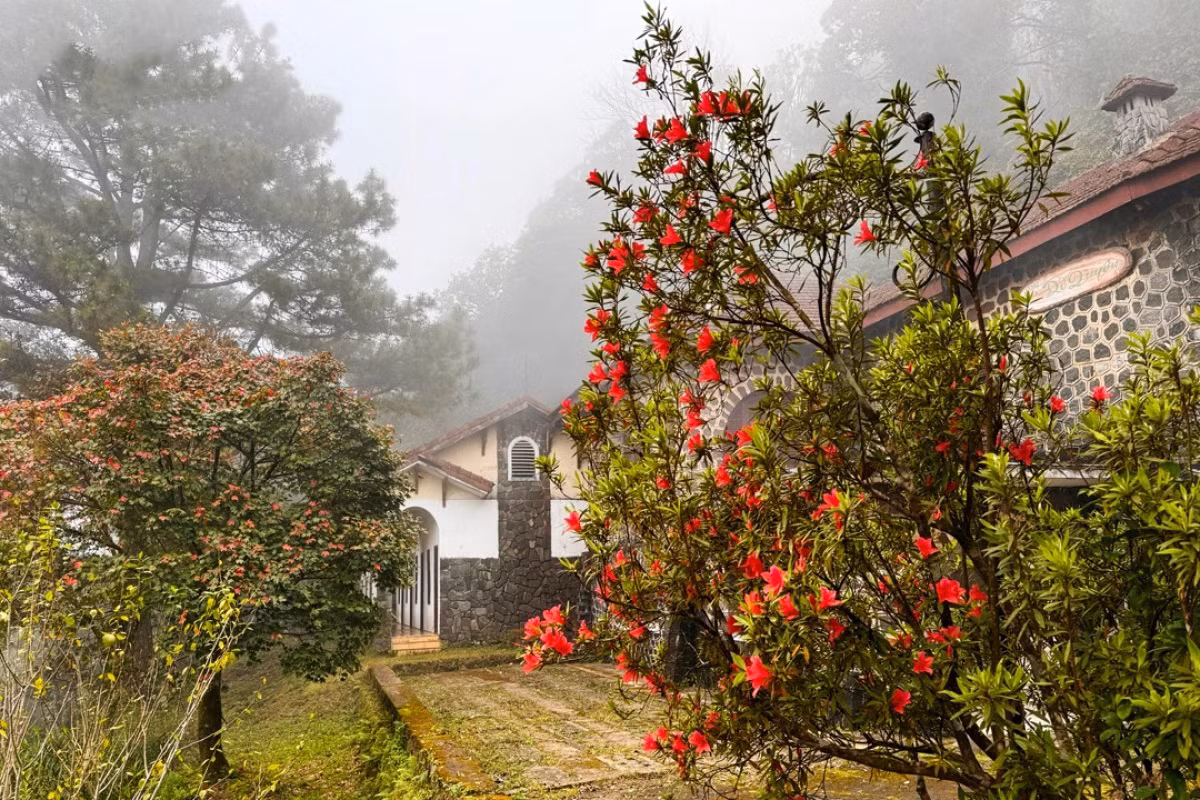 Esta planta, también llamada azalea, crece en montañas elevadas. Para contemplar sus arbustos de cerca, los viajeros tienen que atravesar bosques y mansiones que están desiertas desde hace décadas. En la imagen se puede ver una azalea de color rojo.
