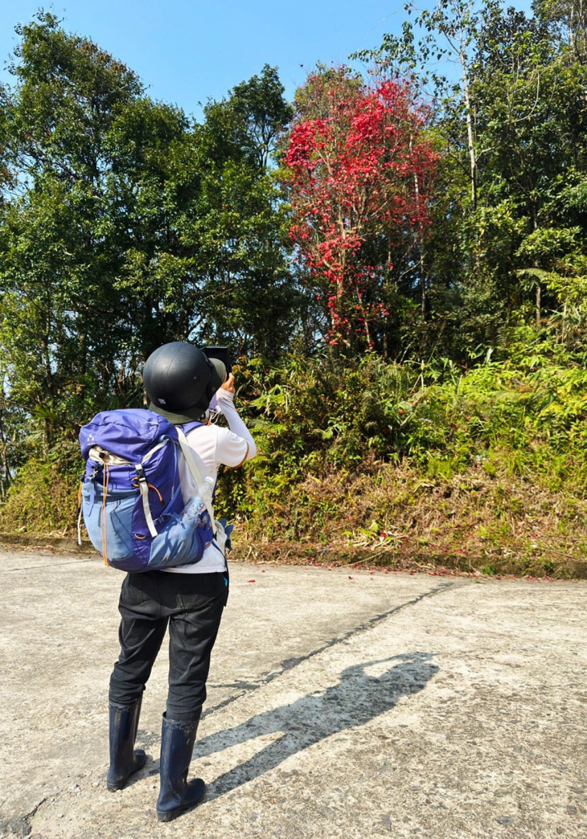 La presencia de esta especie, que normalmente se encuentra en países de clima templado, fascina a numerosos turistas. La presencia de esta especie, que normalmente se encuentra en países de clima templado, fascina a numerosos turistas.