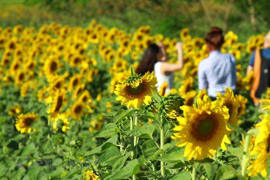 Los girasoles son conocidos como las flores del verano en Da Lat y, además, resultan unas de las plantas más populares para decorar los espacios interiores durante la temporada. La característica más importante y por la que estas flores reciben su nombre, es su capacidad para seguir la ruta del sol, ya que giran en busca de la luz solar. El girasol tiene la capacidad de moverse y orientar sus hojas, sus tallos y sus flores hacia el sol de manera natural, a esto se le conoce como heliotropismo. Los girasoles buscan en todo momento la luz solar, por lo cual pueden llegar a torcerse y moverse hasta recibir la luz que necesitan.