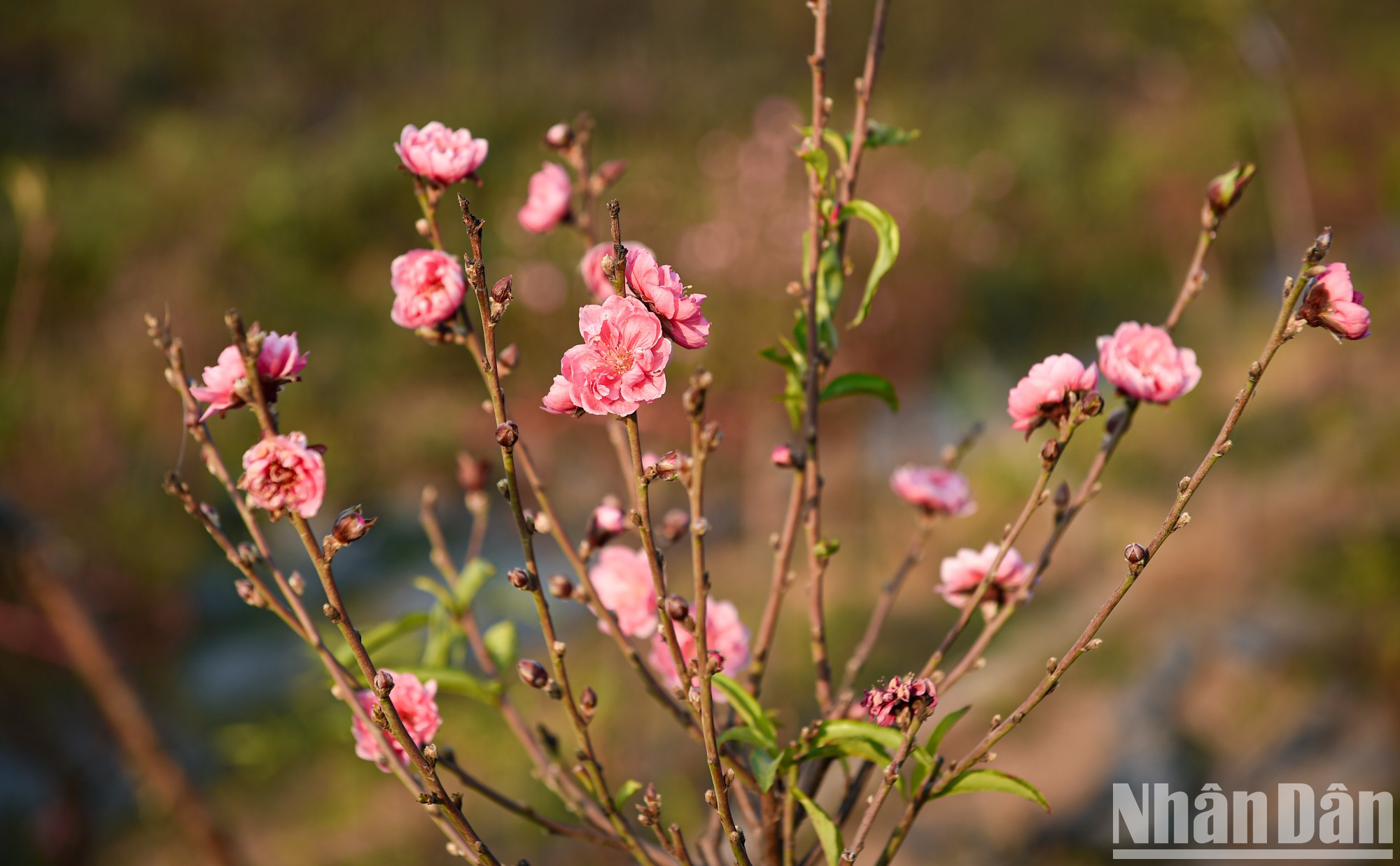 Ramitas a las que se quitan hojas para estimular la floración al servicio de la demanda de decoración o preparación de ofrendas por el Año Nuevo y el día de la luna llena de diciembre lunar. Ramitas a las que se quitan hojas para estimular la floración al servicio de la demanda de decoración o preparación de ofrendas por el Año Nuevo y el día de la luna llena de diciembre lunar.