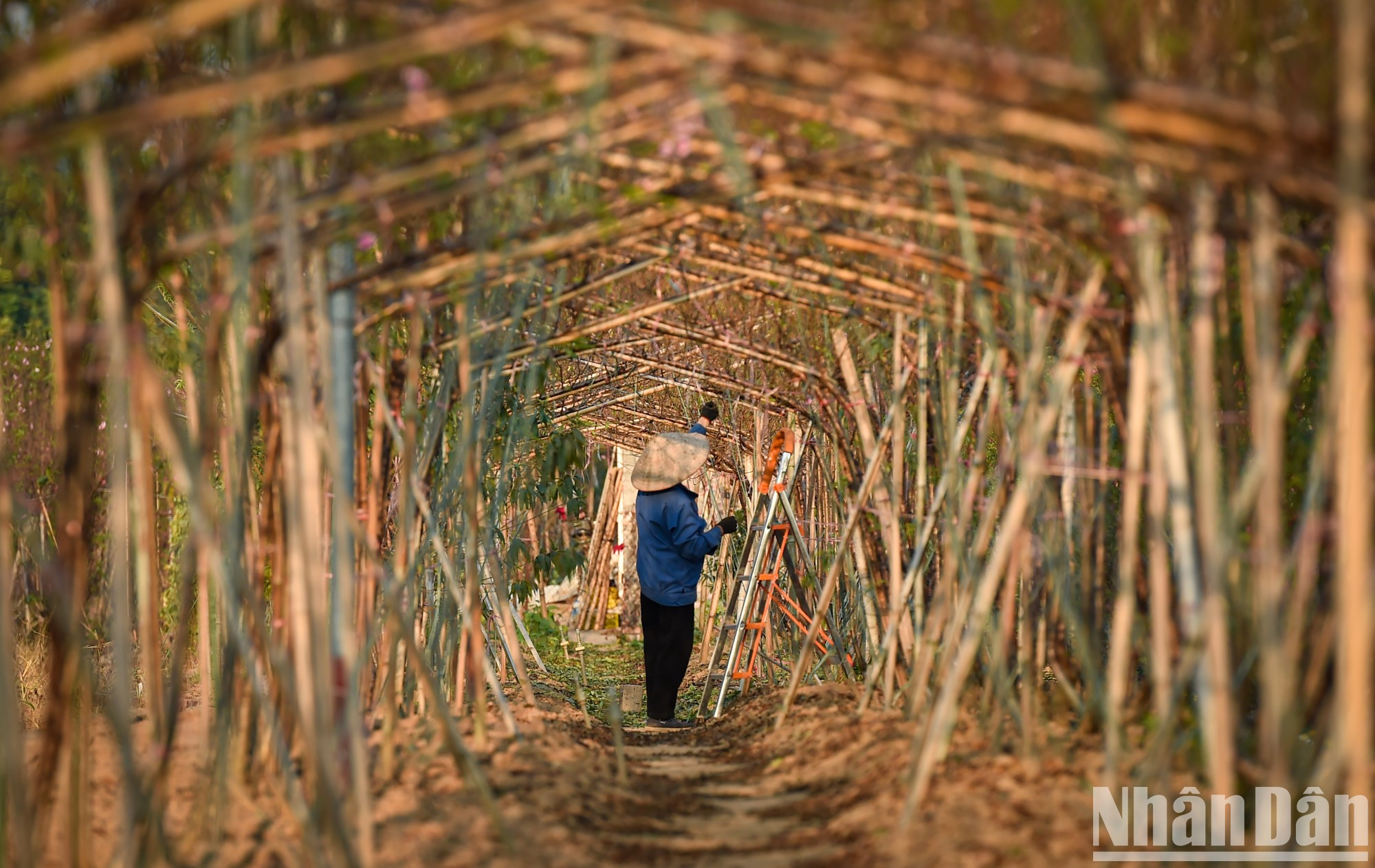 Los cultivadores y comerciantes informan que la forma de árbol en que el tronco se desliza hacia el borde de la maceta tal como las caídas de agua y tiene ramas curvas sigue siendo la más preferida por los clientes. Los cultivadores y comerciantes informan que la forma de árbol en que el tronco se desliza hacia el borde de la maceta tal como las caídas de agua y tiene ramas curvas sigue siendo la más preferida por los clientes.