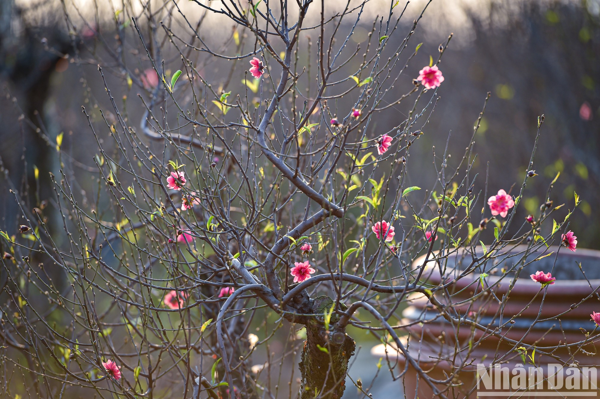 Huerteros comparten que además del placentero clima, si llueve alrededor de diciembre lunar, las flores de melocotón se tornarán aún más bonitas. Huerteros comparten que además del placentero clima, si llueve alrededor de diciembre lunar, las flores de melocotón se tornarán aún más bonitas.