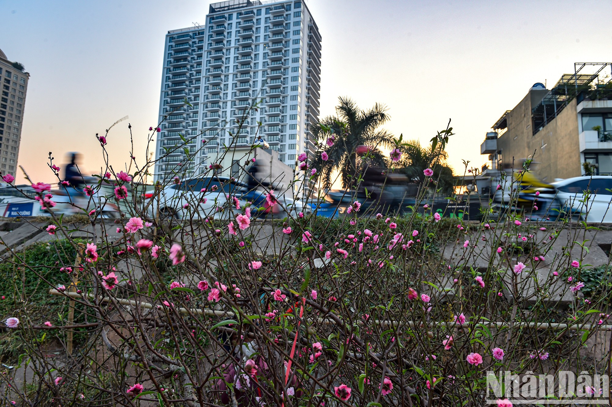 El familiar tono magenta indica una atmósfera lúdica por el nuevo año, que tocará a la puerta solo dentro de una semana. El familiar tono magenta indica una atmósfera lúdica por el nuevo año, que tocará a la puerta solo dentro de una semana.