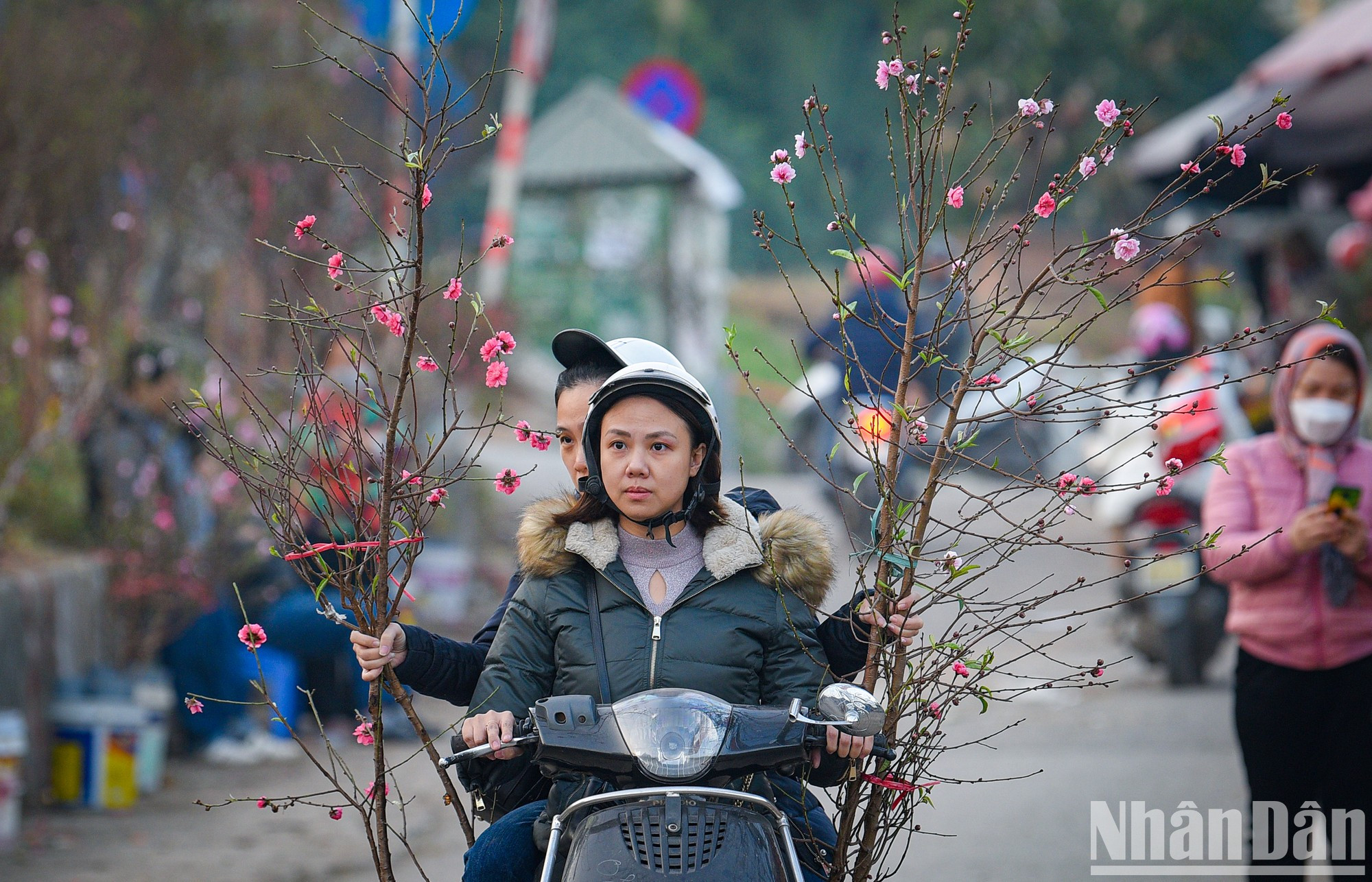 Tradicionalmente, la flor de melocotón forma parte de las celebraciones del Año Nuevo Lunar (Tet), la mayor festividad de los vietnamitas y que en esta ocasión cae a mediados de enero de 2023. Tradicionalmente, la flor de melocotón forma parte de las celebraciones del Año Nuevo Lunar (Tet), la mayor festividad de los vietnamitas y que en esta ocasión cae a mediados de enero de 2023.