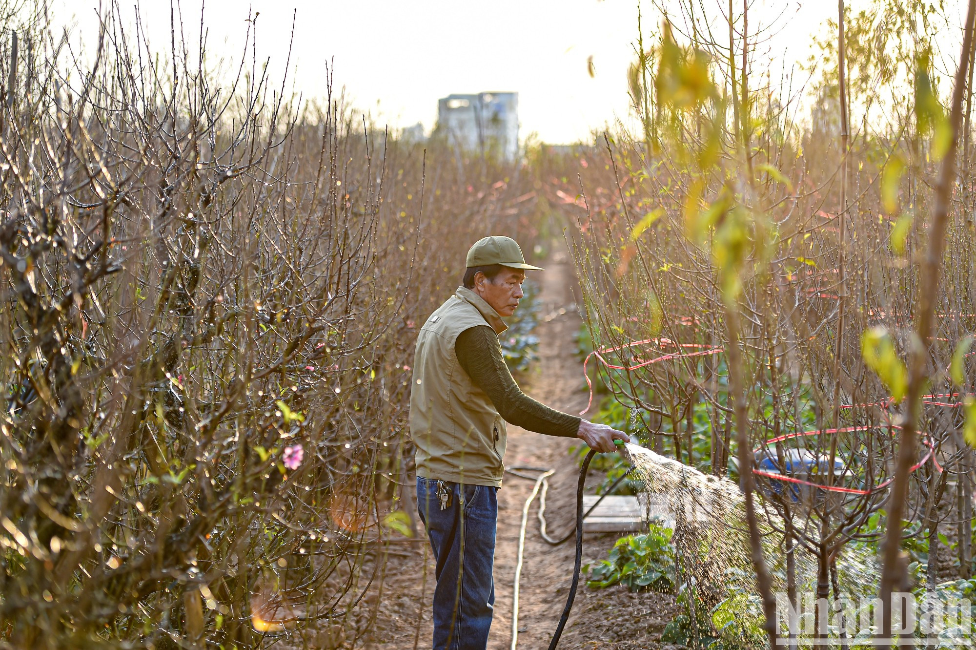 En los viveros de Nhat Tan ahora se hallan numerosas ramas de durazno en floración anticipada. Según el dueño de uno, el tiempo climático es bastante favorable para los cultivos. En los viveros de Nhat Tan ahora se hallan numerosas ramas de durazno en floración anticipada. Según el dueño de uno, el tiempo climático es bastante favorable para los cultivos.