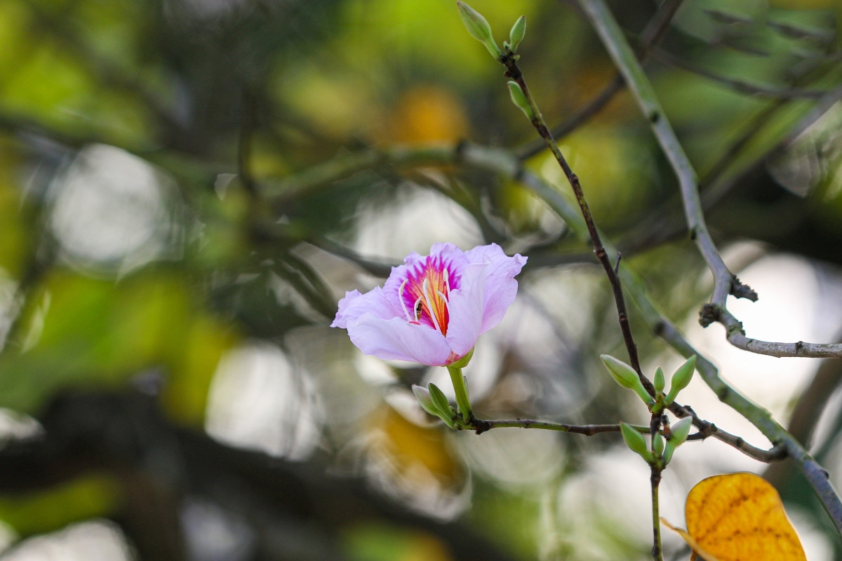 El nombre “Ban” en el idioma de la etnia Thai, uno de los grupos minoritarios asentados en el Noroeste, significa “dulce”, dado su néctar que atrae a muchas abejas y mariposas. El nombre “Ban” en el idioma de la etnia Thai, uno de los grupos minoritarios asentados en el Noroeste, significa “dulce”, dado su néctar que atrae a muchas abejas y mariposas.