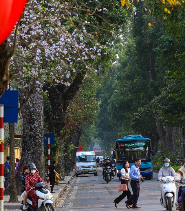 Las calles capitalinas se tornan románticas gracias a los árboles “Ban”. Las calles capitalinas se tornan románticas gracias a los árboles “Ban”.