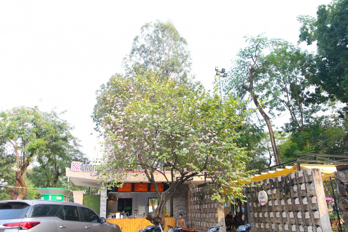 La especie también se siembra en las calles de Lieu Giai, Giang Vo y Thanh Nien, y en varios parques locales. En la foto, un rincón del parque de Thong Nhat. La especie también se siembra en las calles de Lieu Giai, Giang Vo y Thanh Nien, y en varios parques locales. En la foto, un rincón del parque de Thong Nhat.