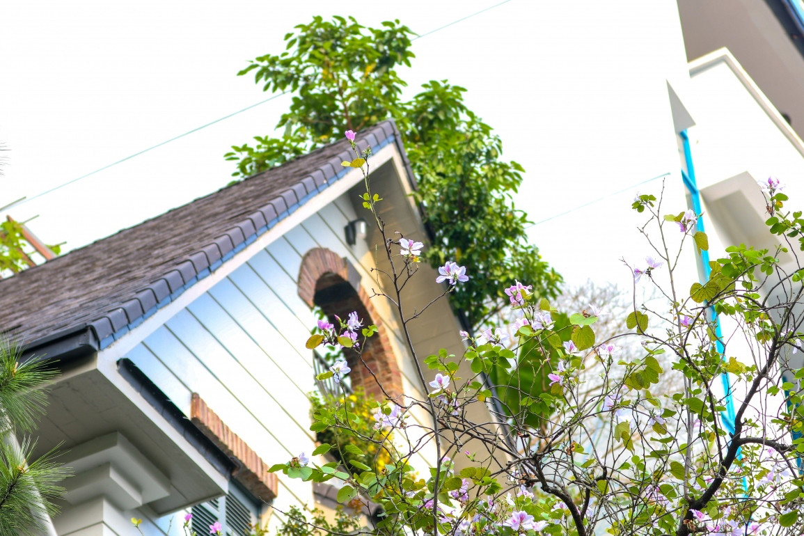 La flor añade un toque poético a una casa en la calle de Nguyen Du. La flor añade un toque poético a una casa en la calle de Nguyen Du.