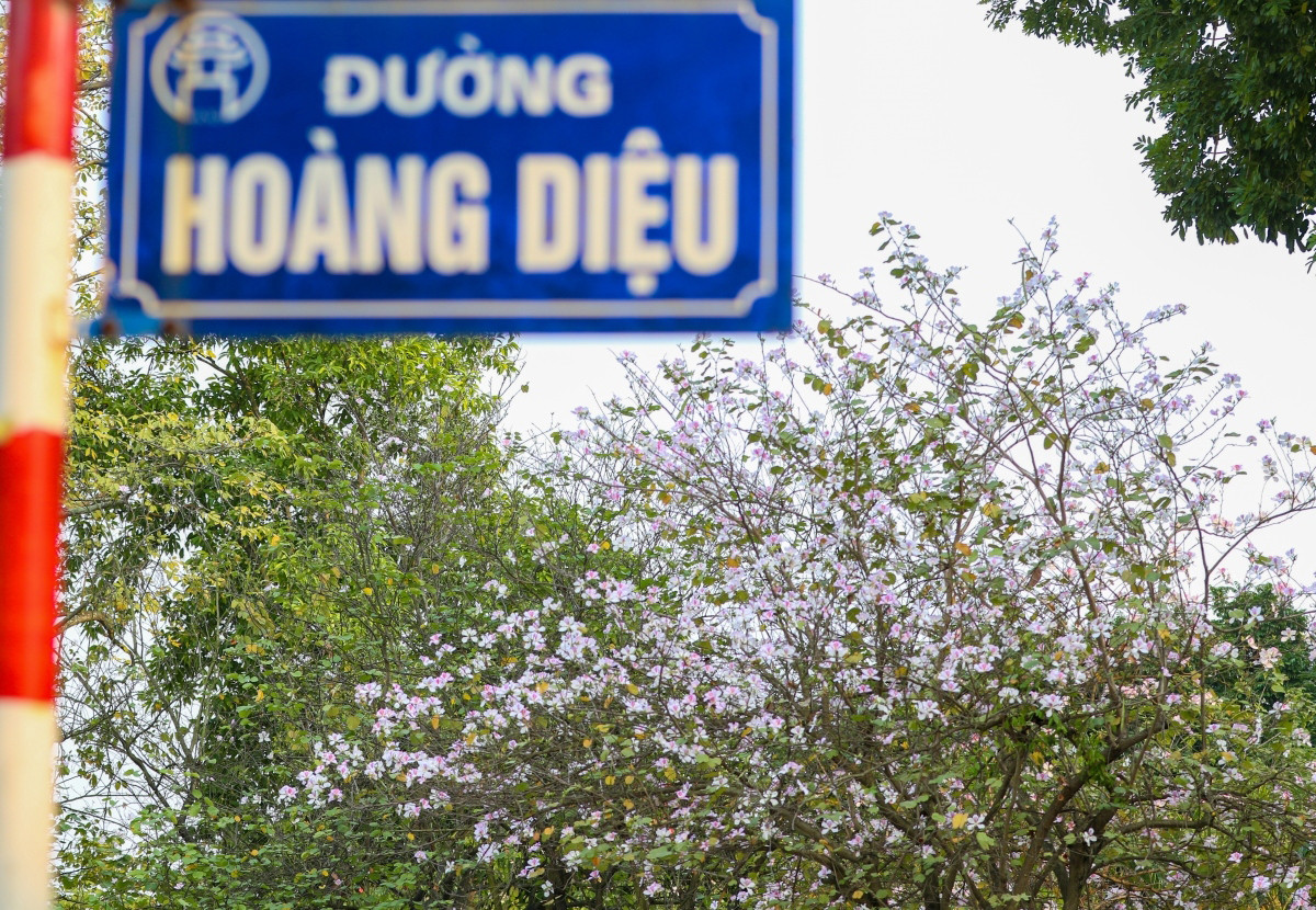 La calle de Hoang Dieu, en el distrito de Ba Dinh, es uno de los mejores miradores de “Ban”. La hilera de decenas de florecientes árboles orquídeas allí hace que los transeúntes evoquen los momentos bellos de la primavera. La calle de Hoang Dieu, en el distrito de Ba Dinh, es uno de los mejores miradores de “Ban”. La hilera de decenas de florecientes árboles orquídeas allí hace que los transeúntes evoquen los momentos bellos de la primavera.