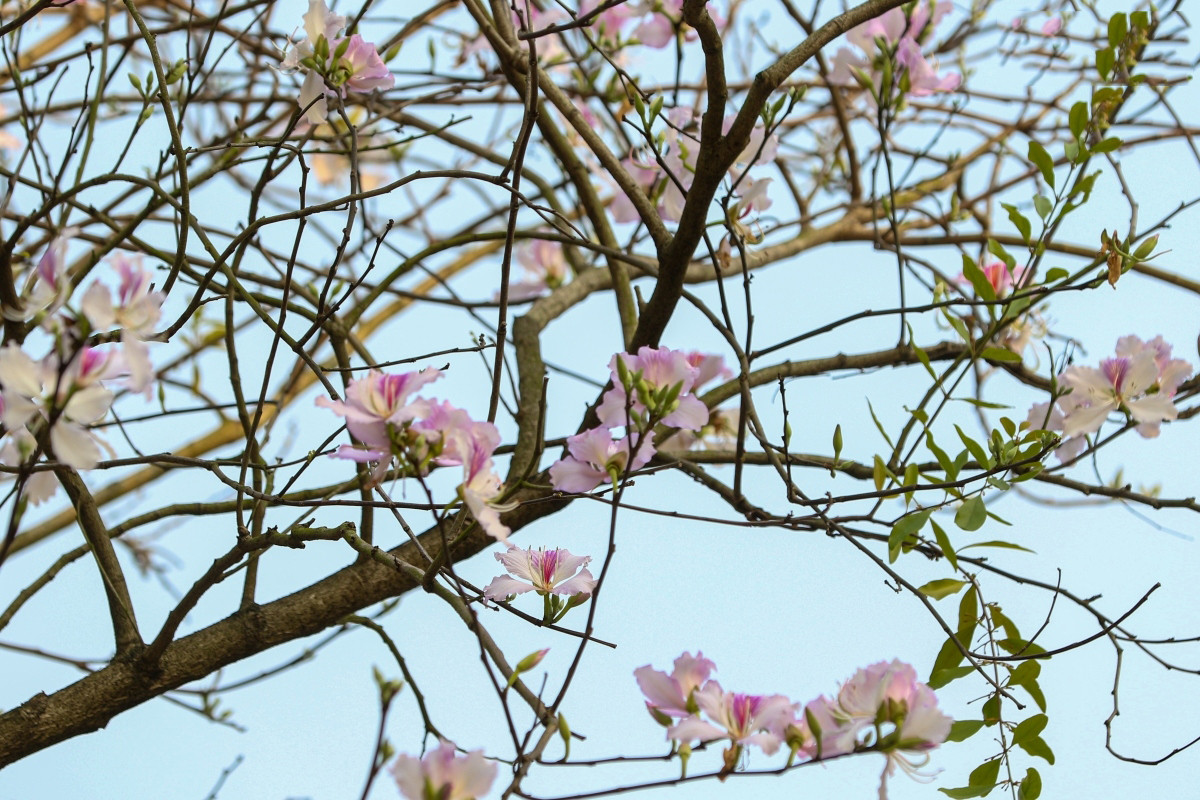 La gente del Noroeste utiliza esta flor como ingrediente de numerosos platos. La gente del Noroeste utiliza esta flor como ingrediente de numerosos platos.
