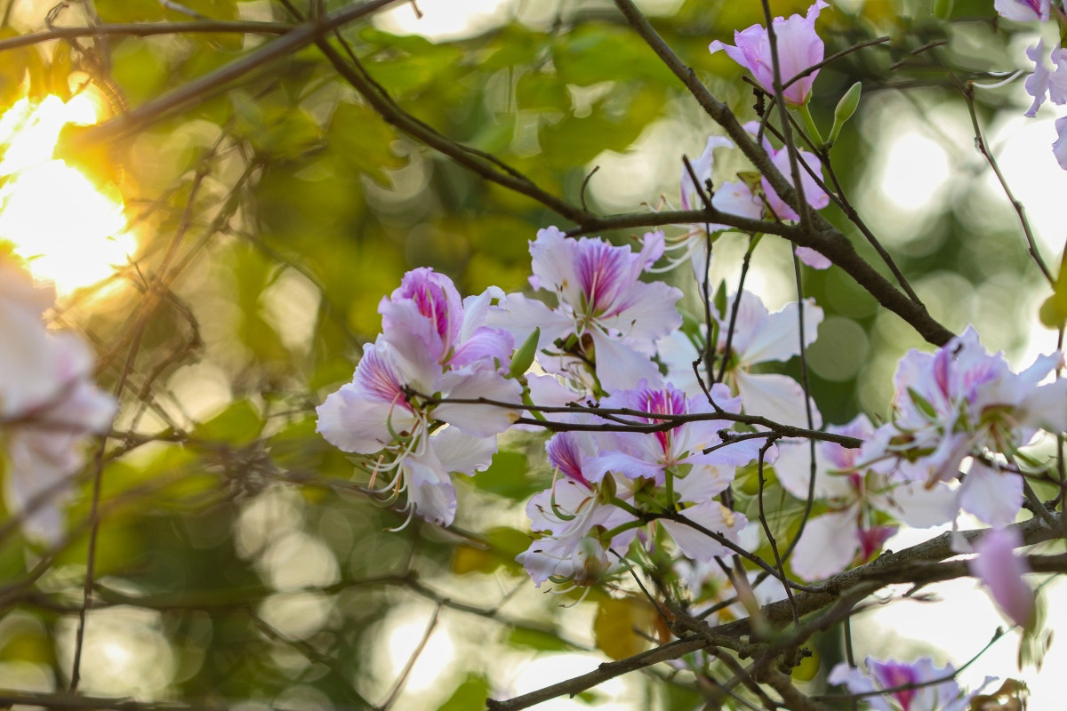 Cada flor “Ban” tiene pistilo de color rosa, abrazado por cuatro a cinco pétalos de blanco puro. También hay variedades de tono violeta. Cada flor “Ban” tiene pistilo de color rosa, abrazado por cuatro a cinco pétalos de blanco puro. También hay variedades de tono violeta.