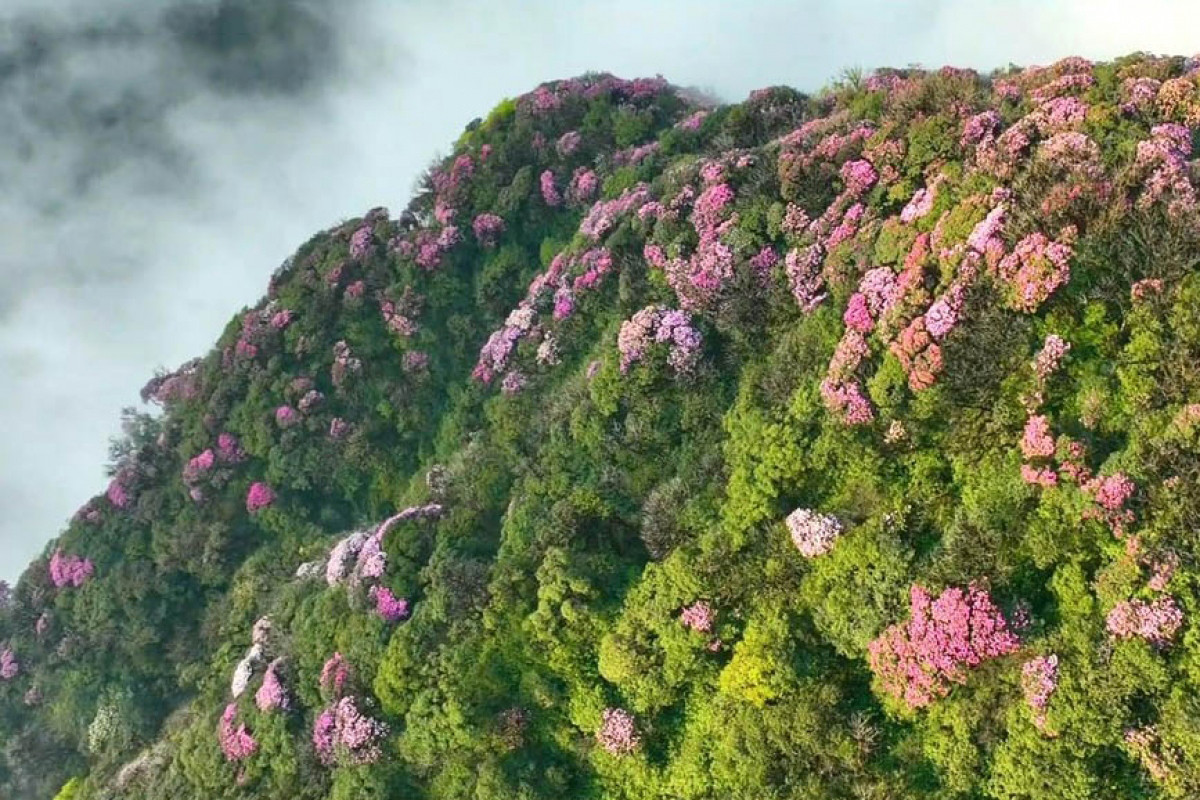 Franjas de florecientes azaleas hacen sentir a los viajeros como si estuvieran en una tierra de hadas.