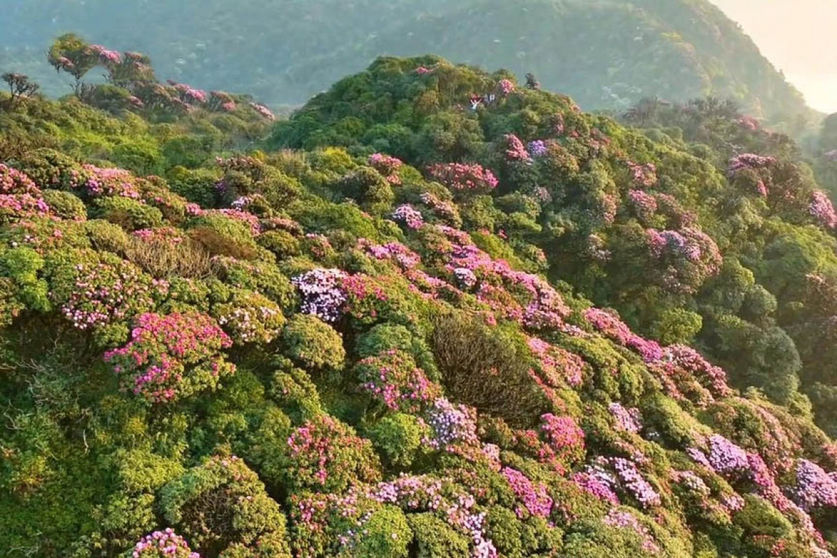 Los bosques de flores de azalea añaden un tono brillante al verdor inmenso.