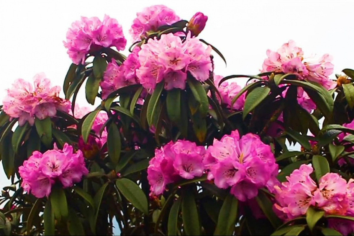 Pese al clima hostil, el Creador bendice a la región con esas hermosas flores.