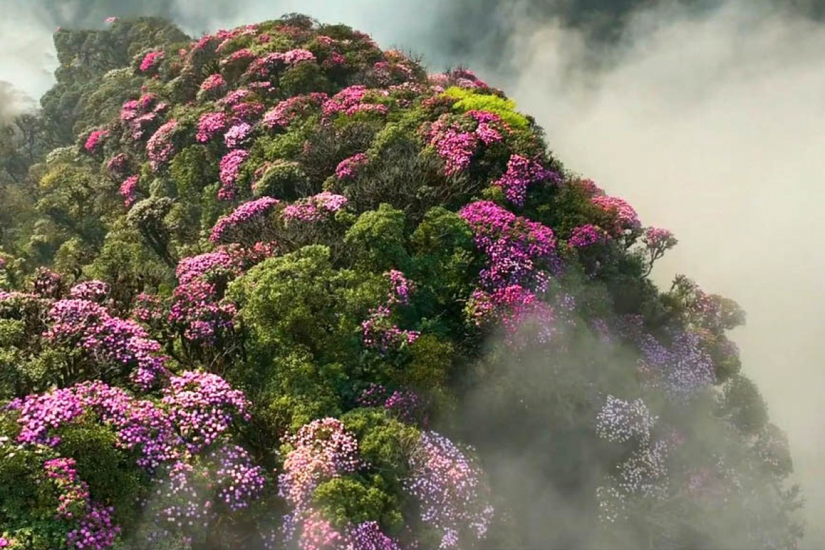 Las flores de azalea constituyen un bien invaluable otorgado por la Madre Naturaleza al ser humano.