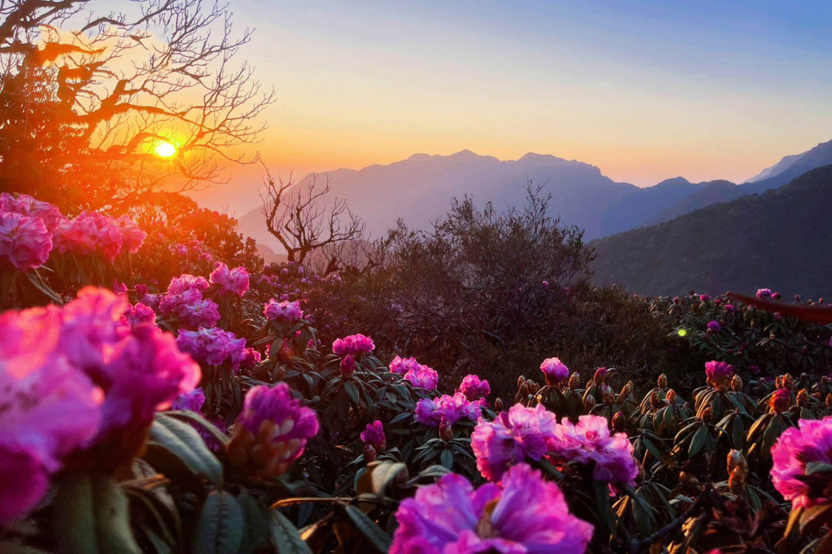 Los árboles de azalea en Pu Ta Leng suelen florecer de febrero a mayo.