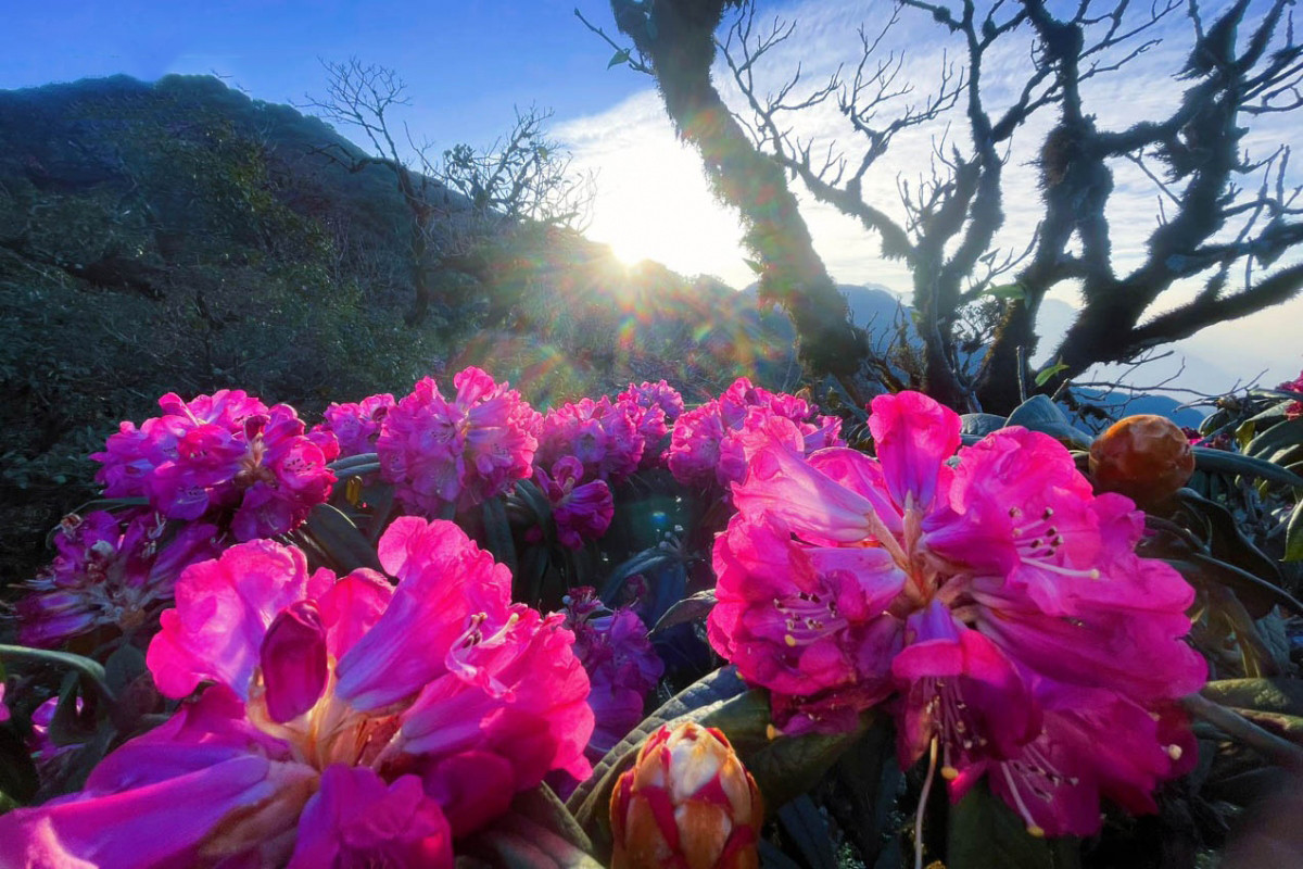 La especie ofrece una nueva vista sobre la rebosante vitalidad frente a las condiciones extremas de la naturaleza.
