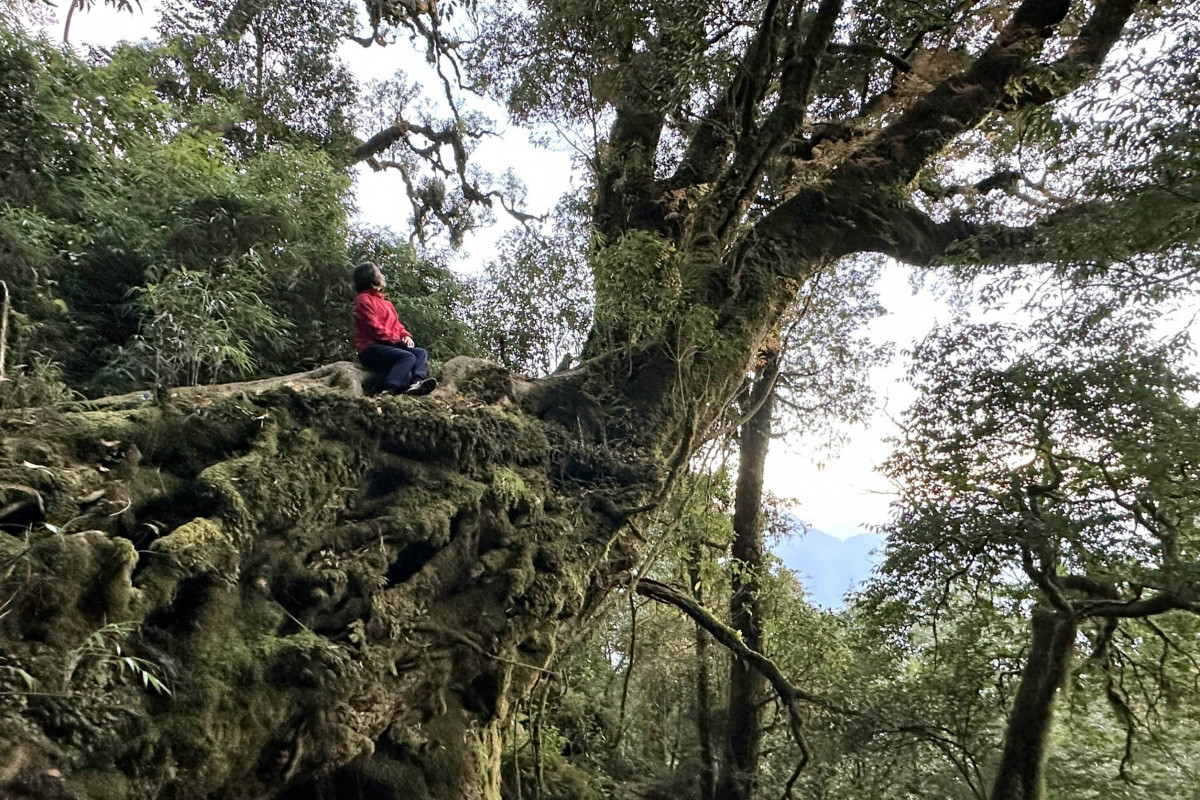 Cada tramo del recorrido permite a los turistas experimentar la naturaleza virgen del Noroeste vietnamita, incluidos unos bosques primitivos de gran biodiversidad.