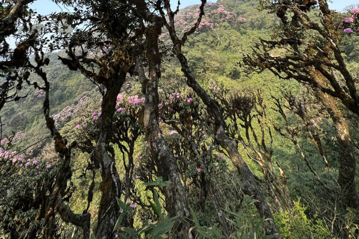 Los árboles de azalea permanecen bien arraigados durante centenares de años, venciendo todas las adversidades que impone el clima.