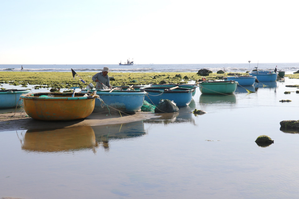 Trabajo diario de los lugareños en los campos de algas en la aldea de Tu Thien. Trabajo diario de los lugareños en los campos de algas en la aldea de Tu Thien.