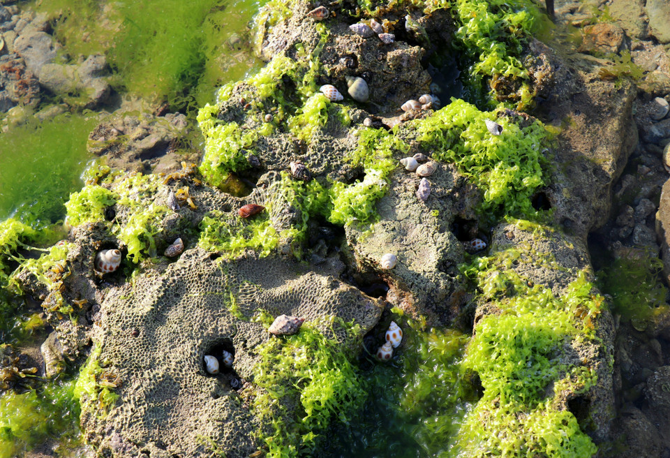 En las capas de algas viven caracoles y otras criaturas. En las capas de algas viven caracoles y otras criaturas.