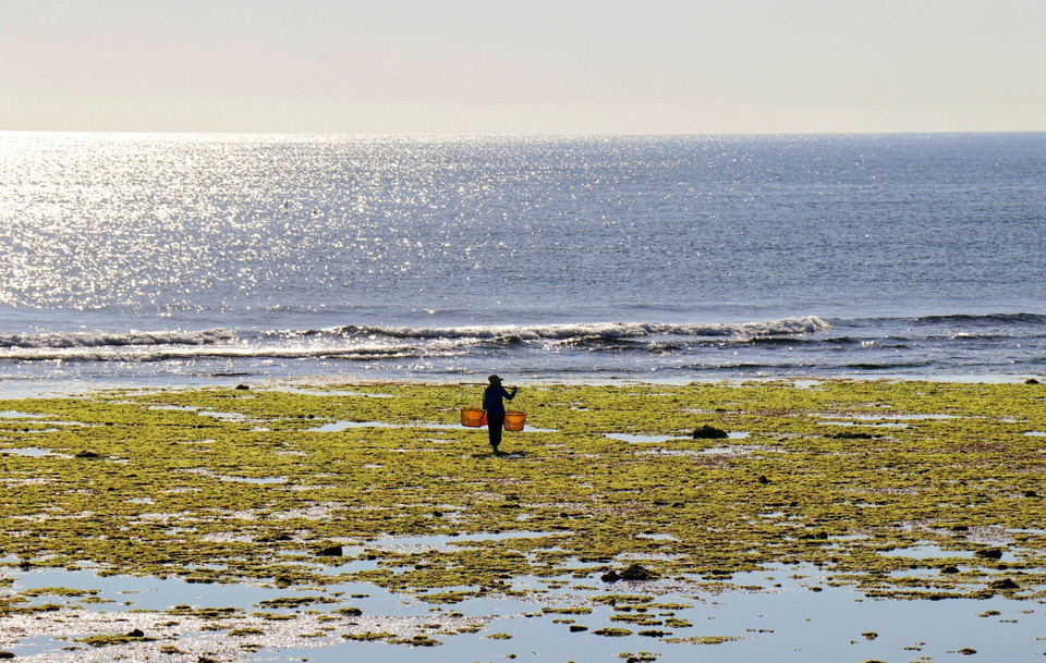 La belleza poética de los campos de algas en la aldea de Tu Thien, en la comuna de Phuoc Dinh, de la provincia de Ninh Thuan. La belleza poética de los campos de algas en la aldea de Tu Thien, en la comuna de Phuoc Dinh, de la provincia de Ninh Thuan.