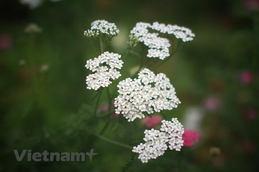 La ciudad vietnamita de Da Lat ocupa el tercer puesto entre los destinos favoritos del mundo para contemplar flores, de acuerdo con la plataforma turística Booking.com. Conocida como “la ciudad de miles flores”, Da Lat posee numerosos parques, granjas y festivales florales. Los visitantes son conquistados por el aroma de margaritas, lirios, orquídeas y otras flores que emanan colores y olores en sus jardines. Entre estos, acaso los más llamativos podrían ser el de lavanda, al lado del lago Tuyen Lam; el de girasoles en la granja de la empresa láctea Dalat Milk; el de hortensias Trai Mat y los de flor del cerezo existentes en varias calles.